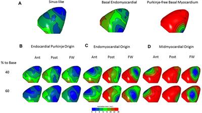 Attenuation of stretch-induced arrhythmias following chemical ablation of Purkinje fibres, in isolated rabbit hearts